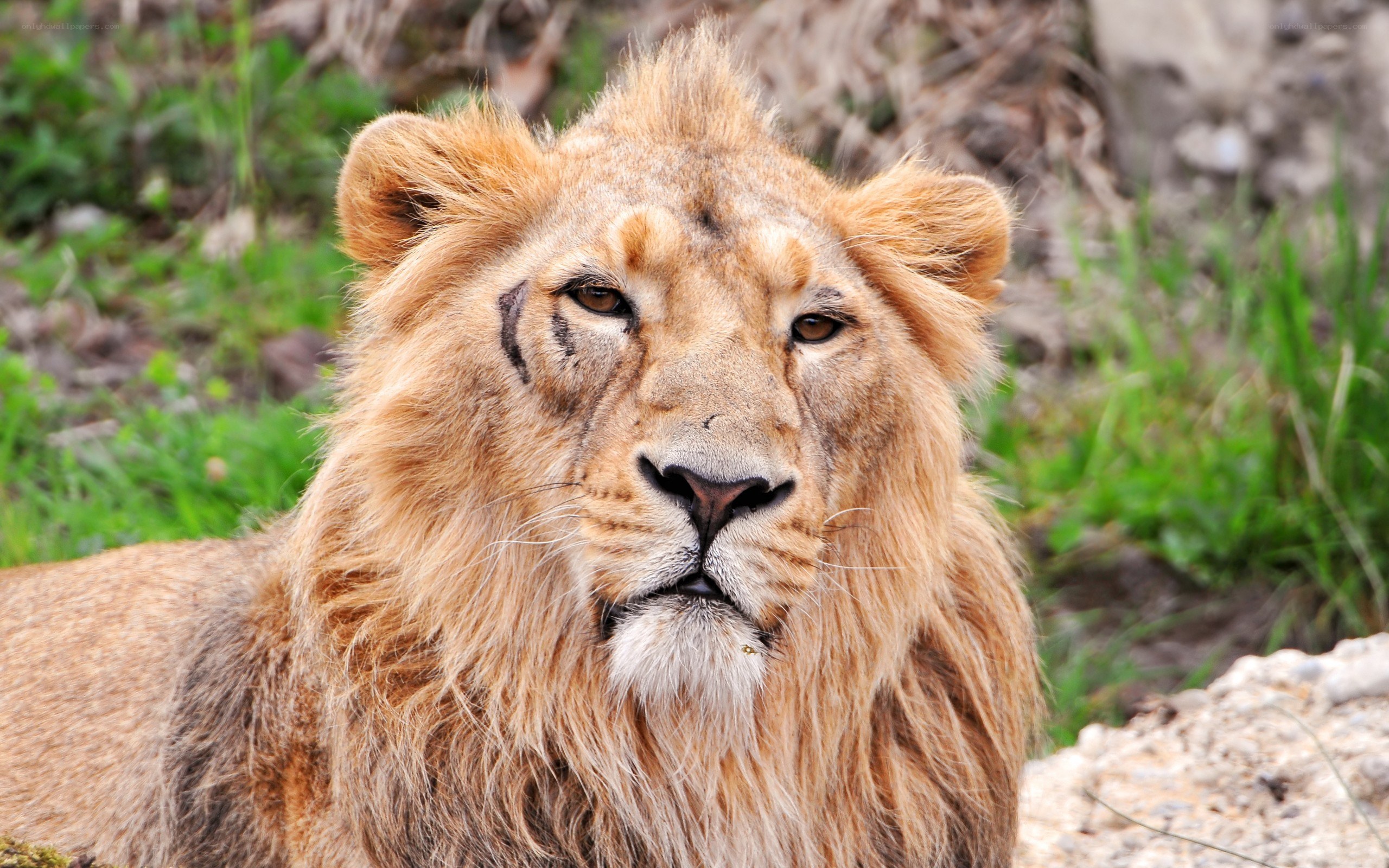 lion with scar on face