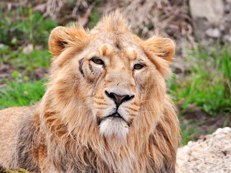 Lion with Scar on Face — Brown