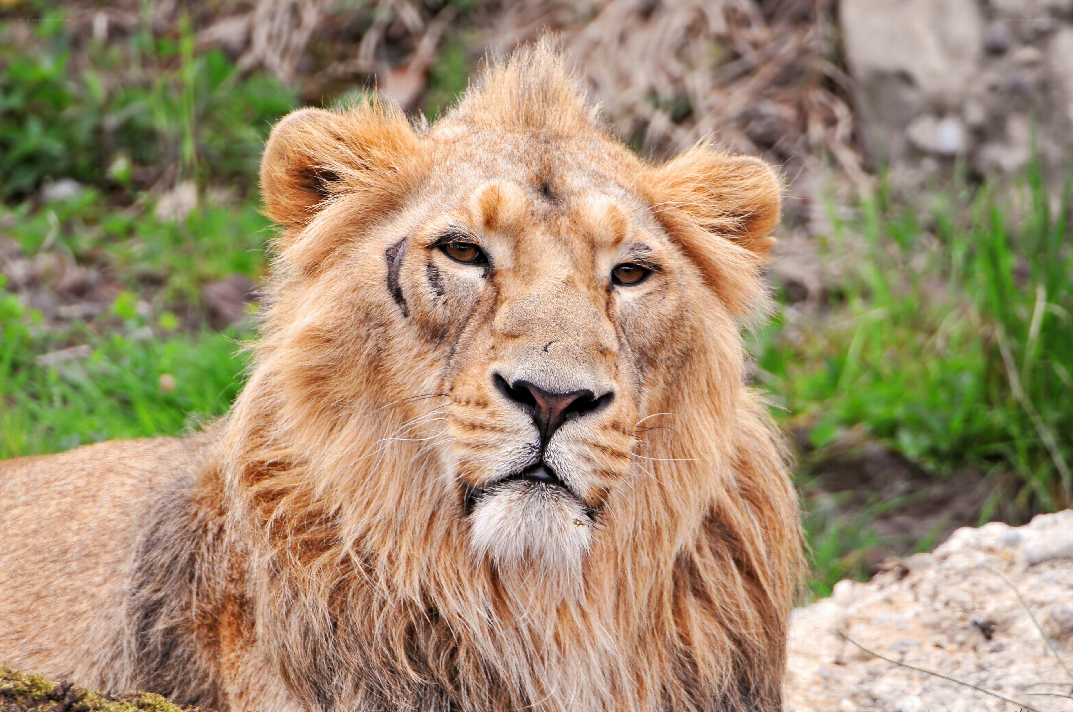 Lion with scar on face