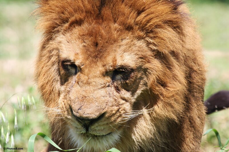 Lion with Scarred Face