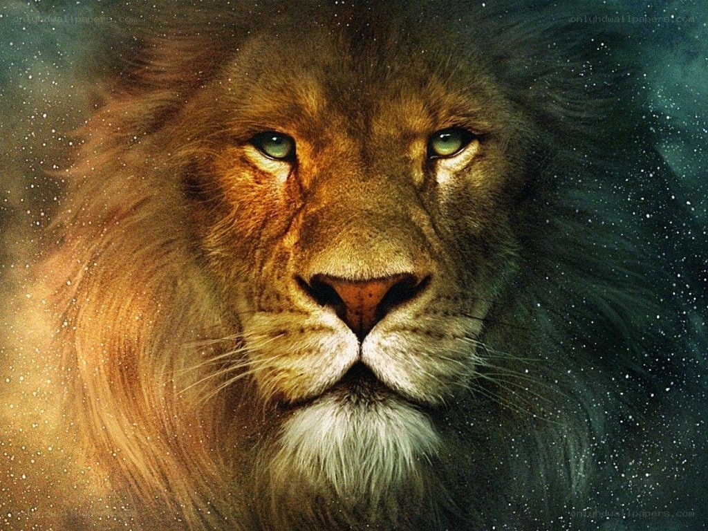 Lion with starry background