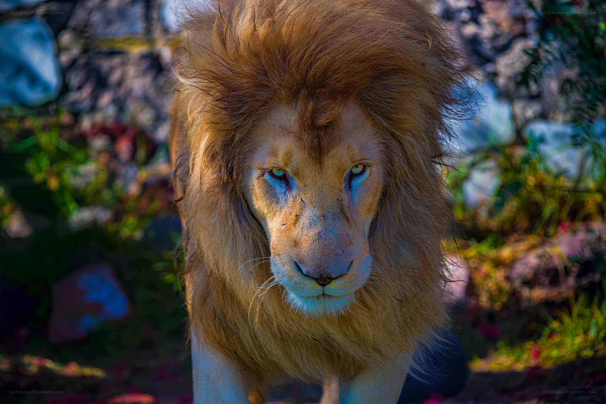 Lion with striking blue eyes