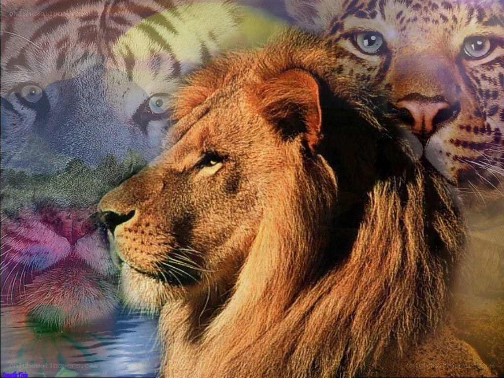 lion with tiger and leopard