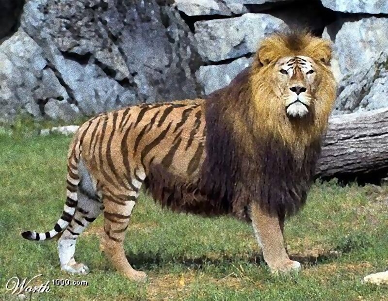 lion with tiger stripes
