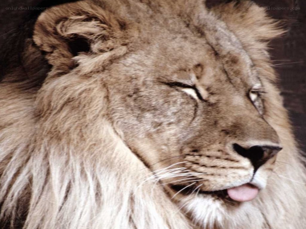 lion with tongue out
