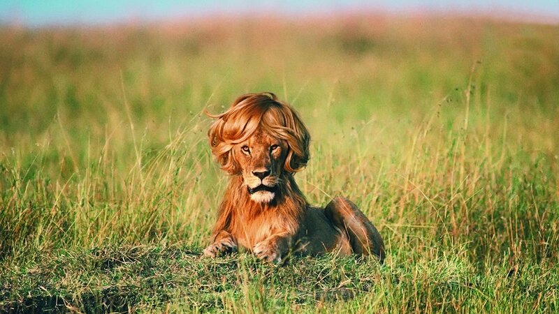 Lion with Wig — Green