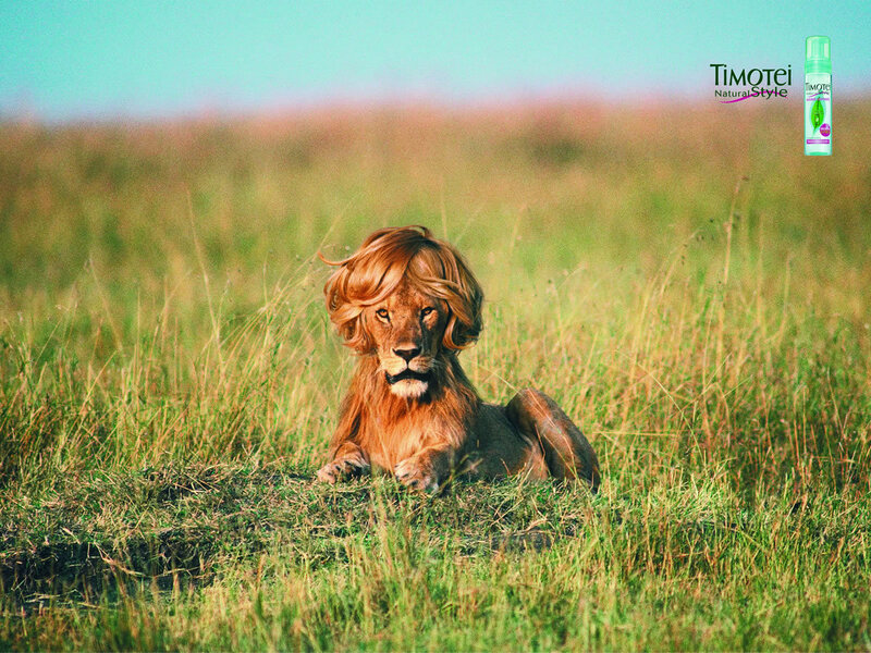 lion with wig in grass