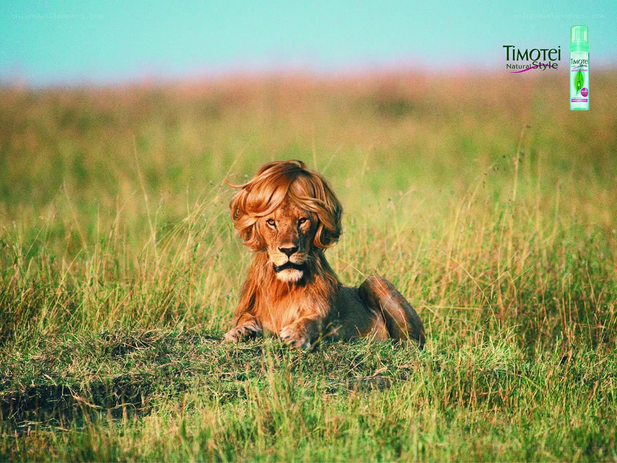 lion with wig in grass