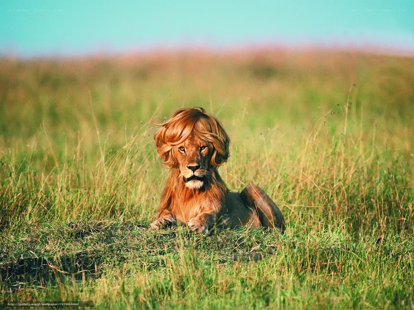 lion with wig in grass