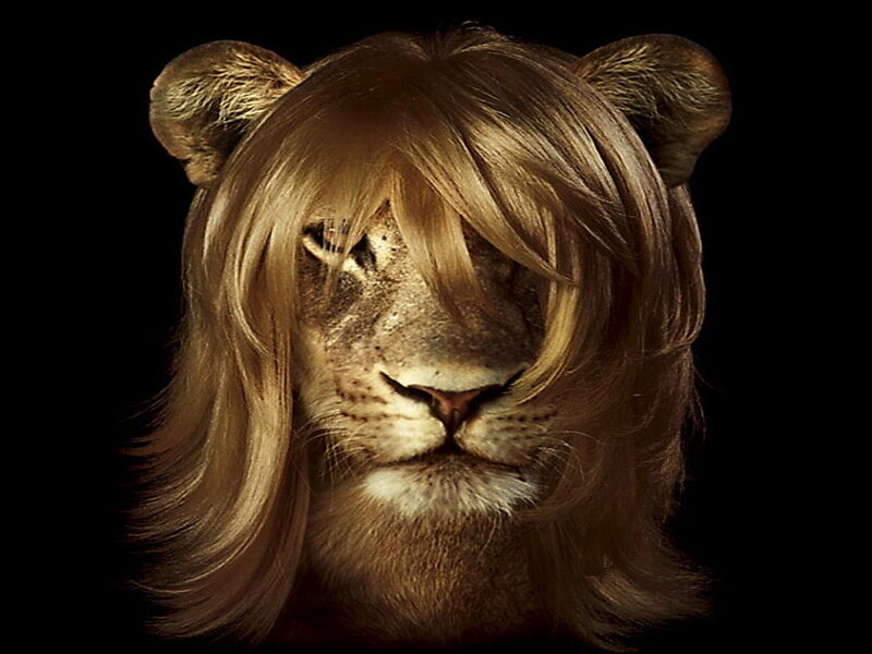Lion with Wig