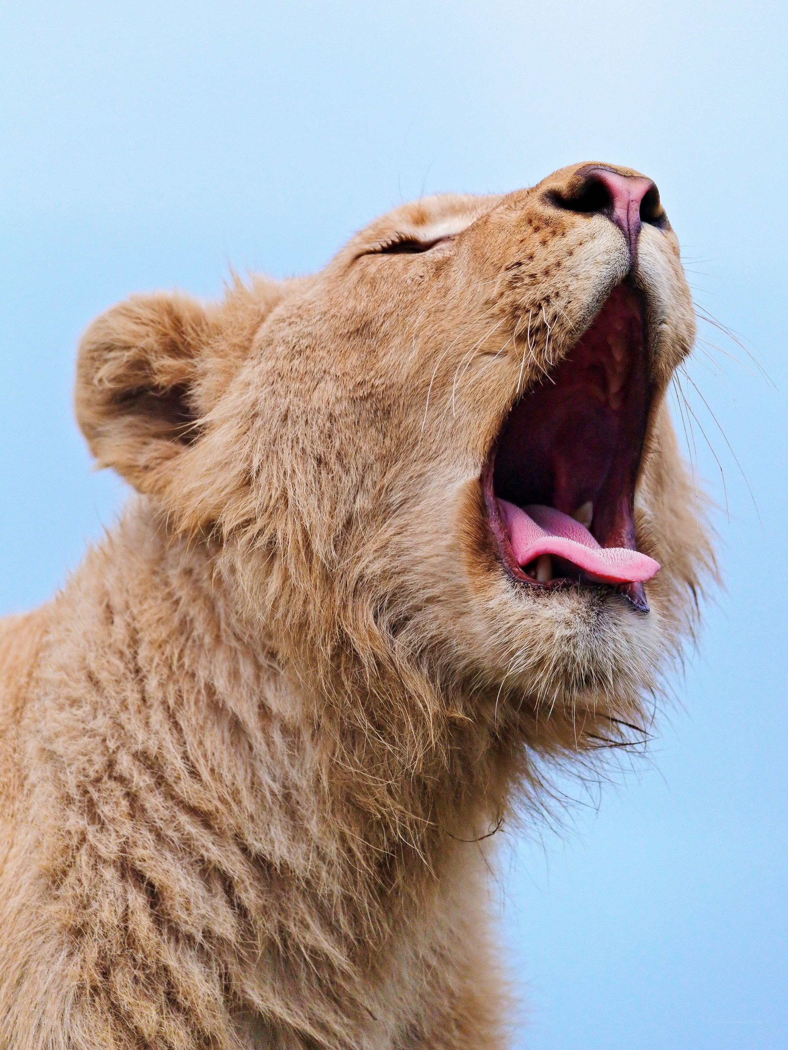 lion yawning against blue sky
