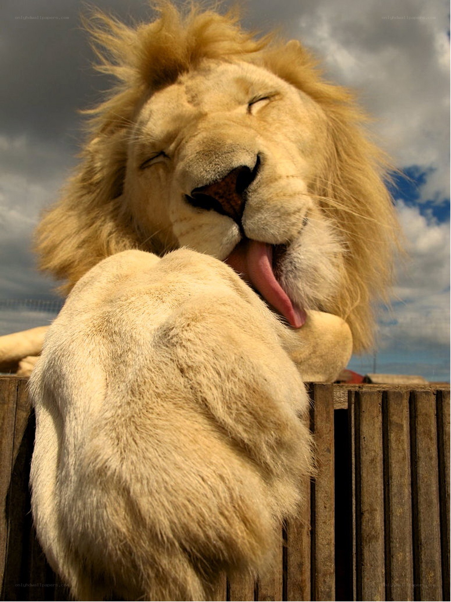 Lion yawning at the zoo