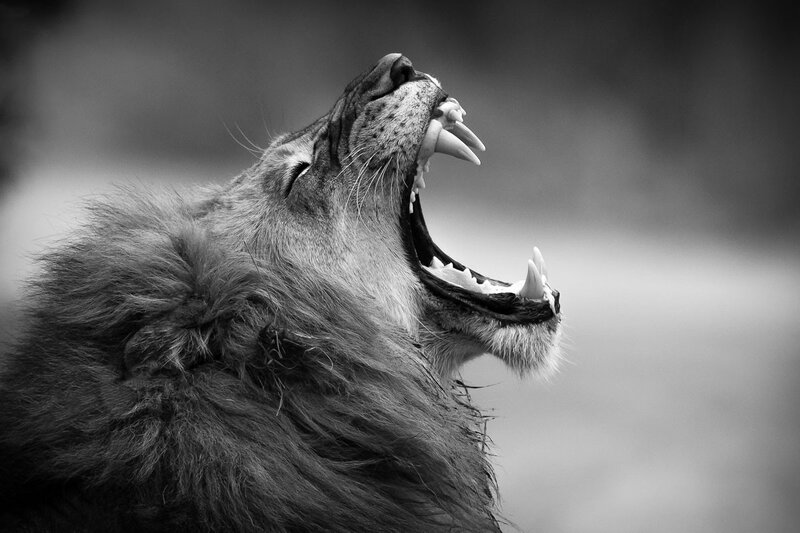 Lion Yawning — Black