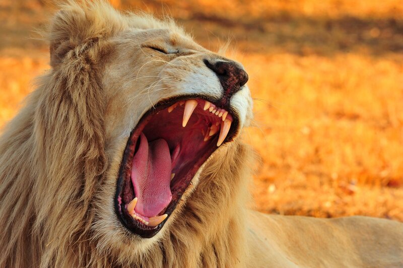 Lion Yawning — Brown, Dramatic, Sunset