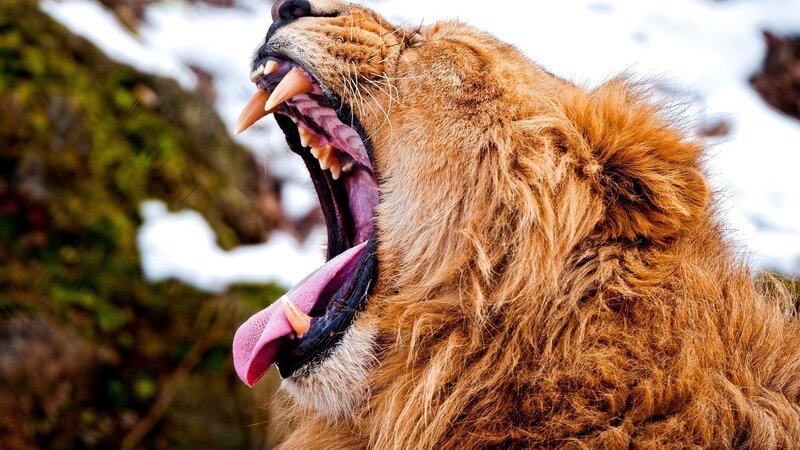 Lion Yawning — Brown, Dramatic
