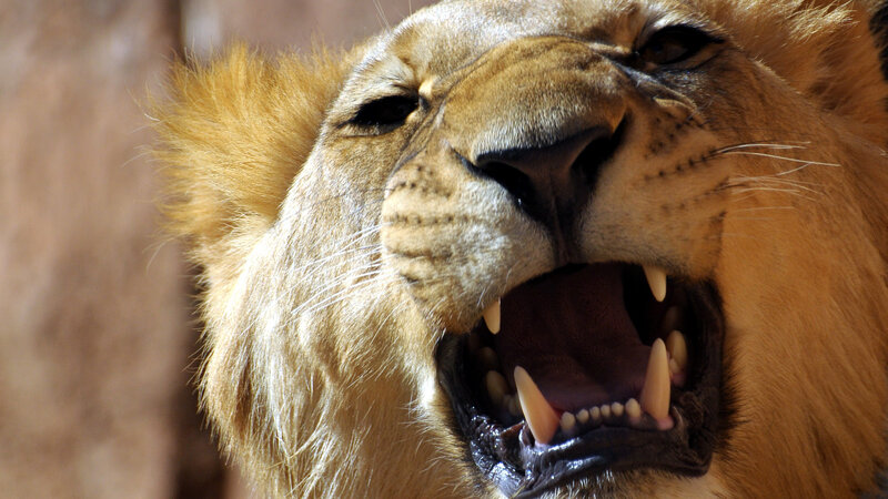 Lion Yawning — Brown, Intense, Afternoon