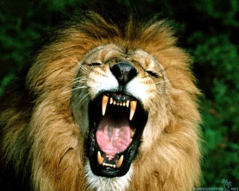 Lion Yawning — Brown, Intense
