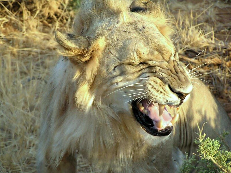 Lion Yawning — Brown, Natural, Afternoon, Photograph, Dry Grass