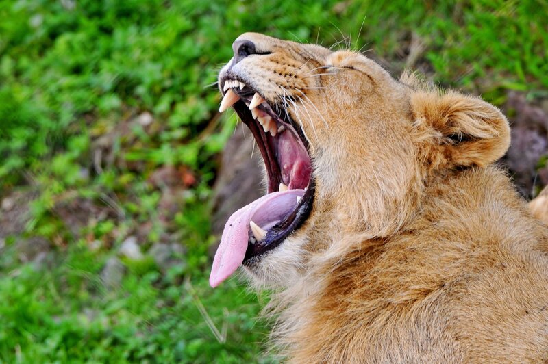 Lion Yawning — Brown, Natural, Afternoon, Photograph, Grass