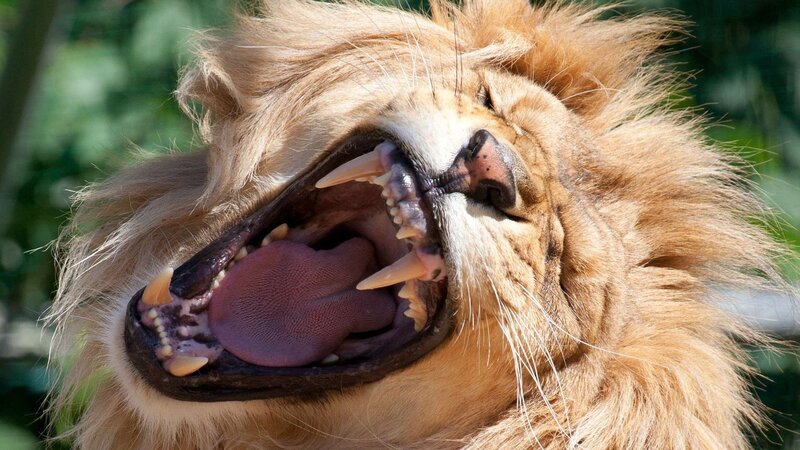 Lion Yawning — Brown, Natural, Afternoon, Photograph, Mouth