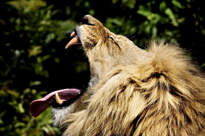 Lion Yawning — Brown, Natural, Afternoon