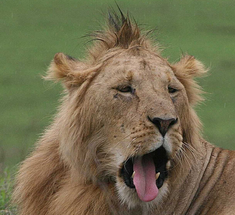 Lion Yawning — Brown, Natural, Photograph, Grassland