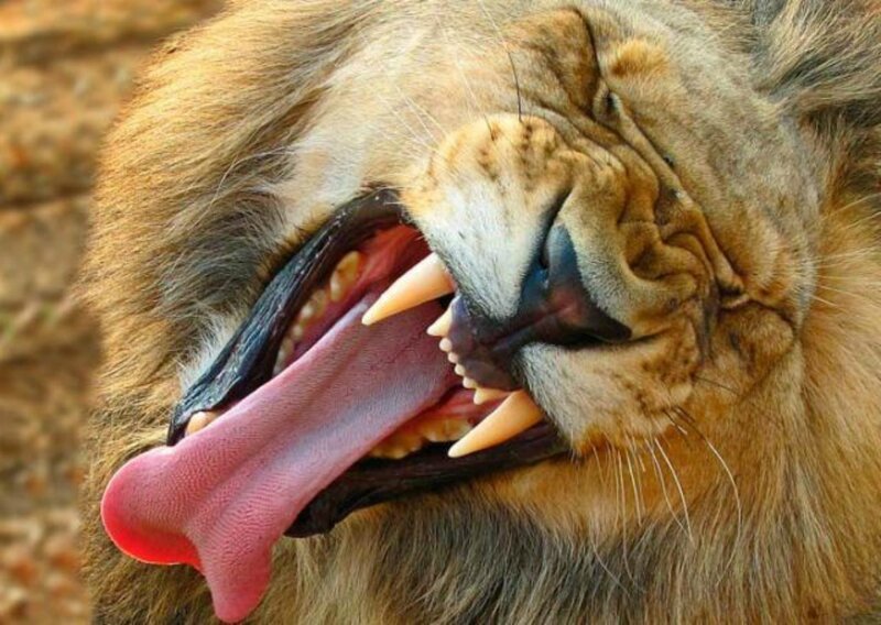 Lion Yawning — Brown, Natural, Photograph, Mouth