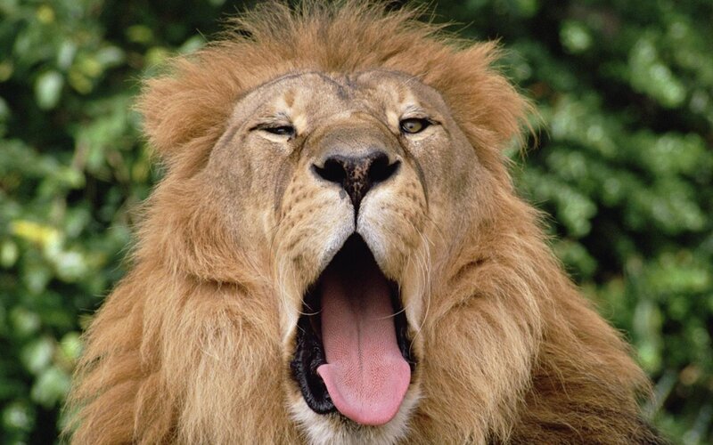 Lion Yawning — Brown, Natural, Photograph