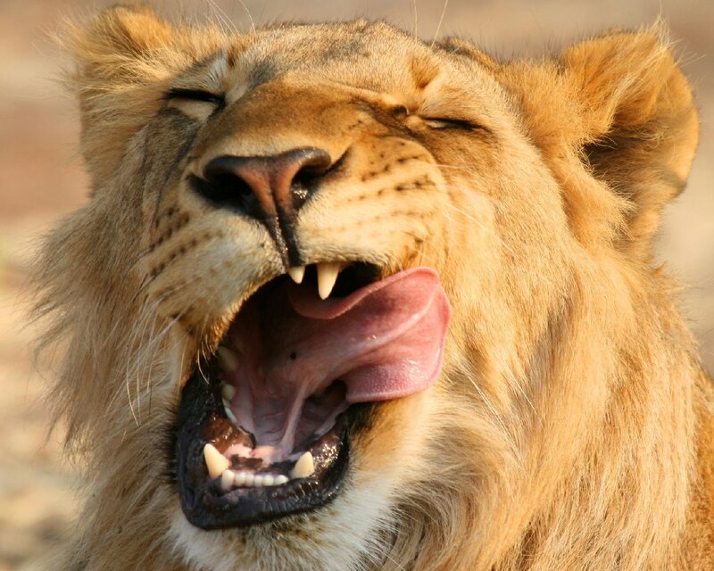 Lion Yawning — Brown, Natural
