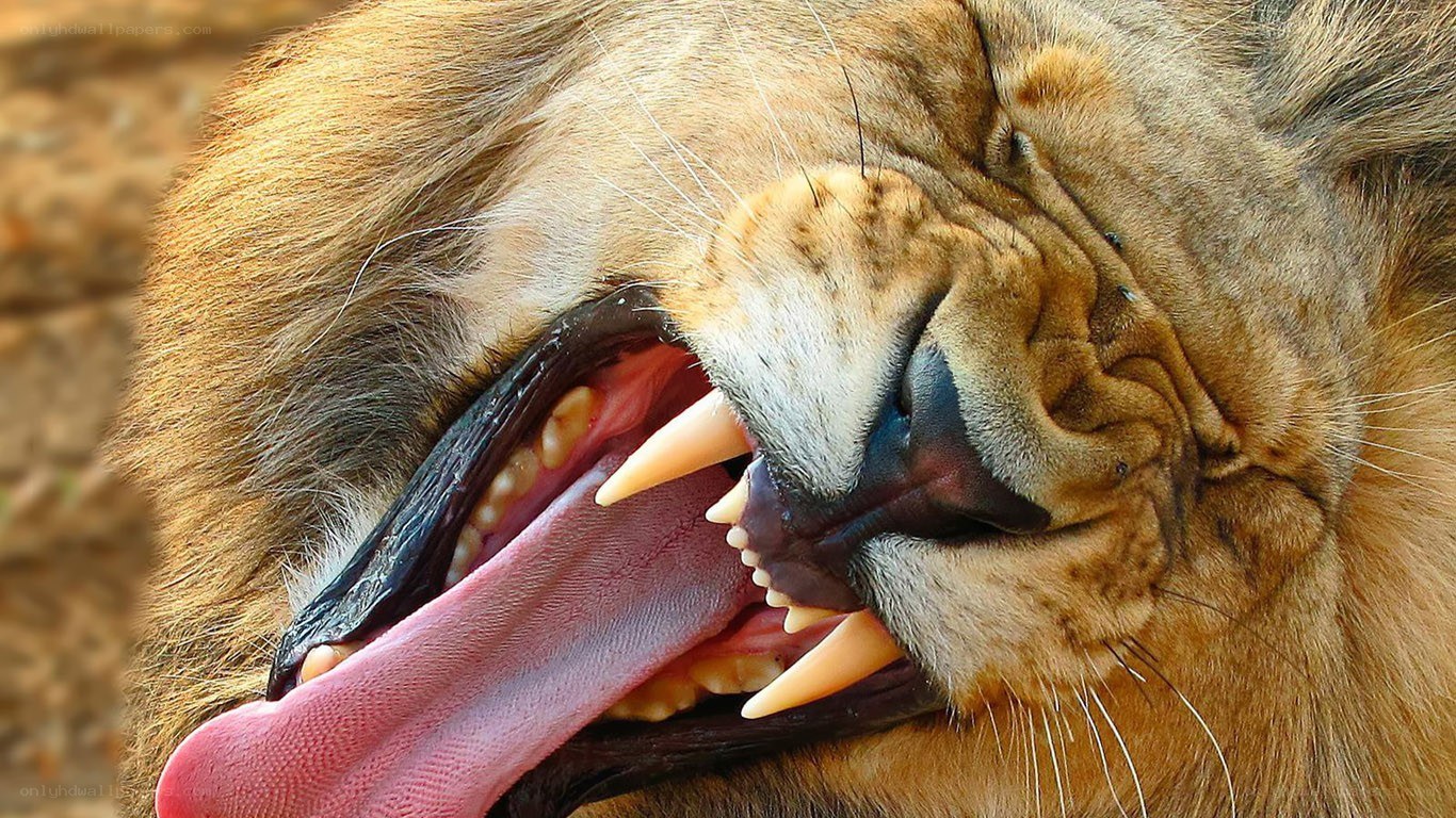 lion yawning close-up