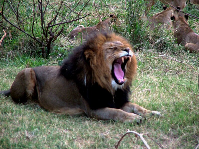 Lion yawning in grass