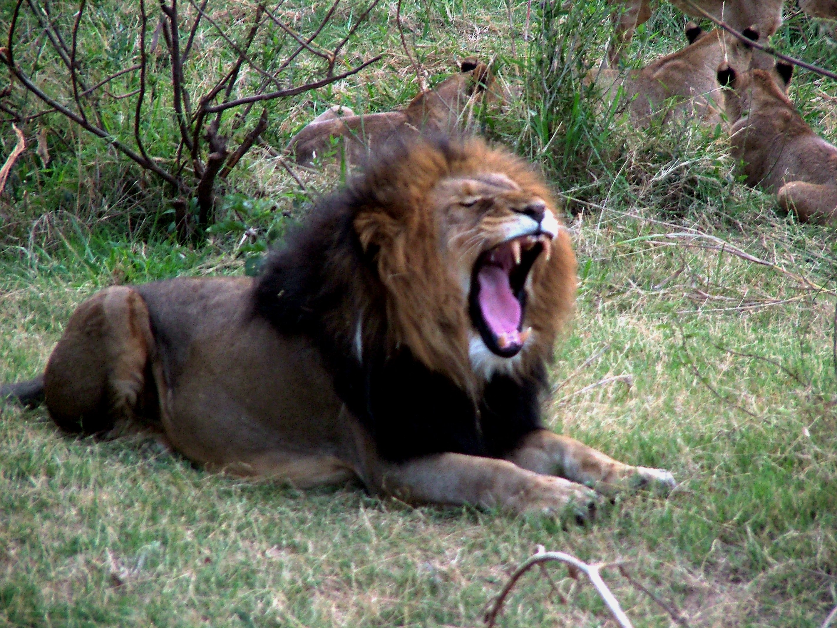 Lion yawning in grass