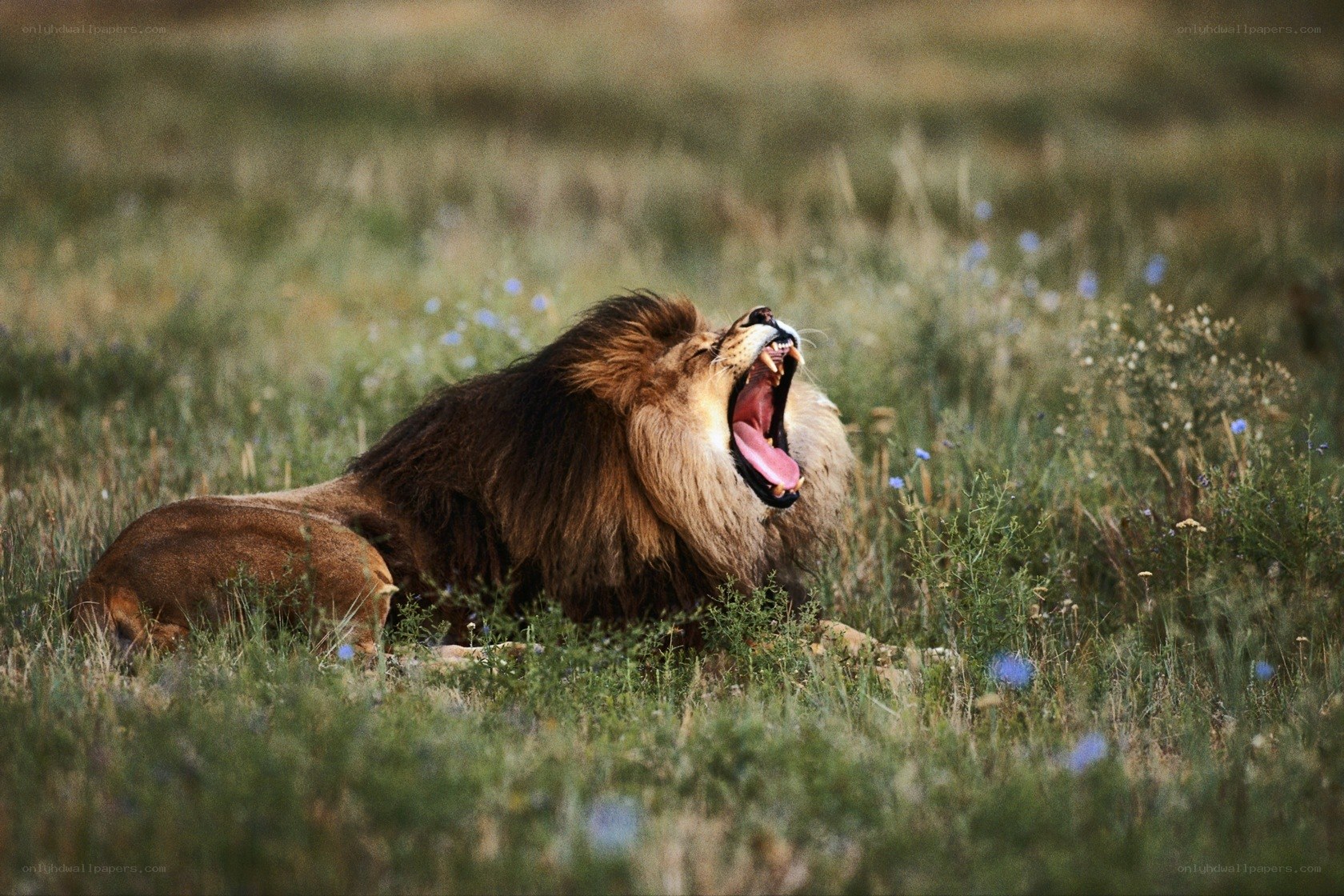 Lion yawning in grass