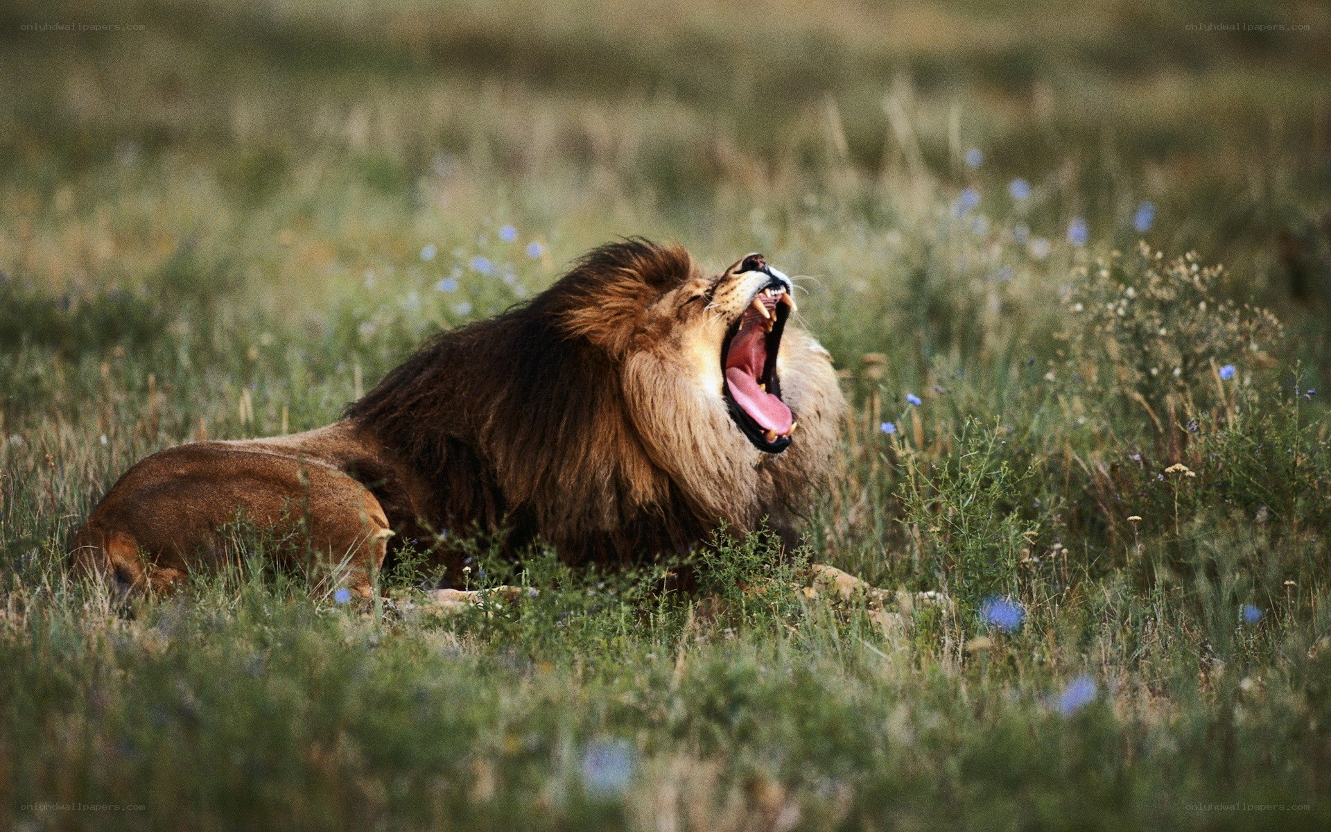 Lion yawning in grass
