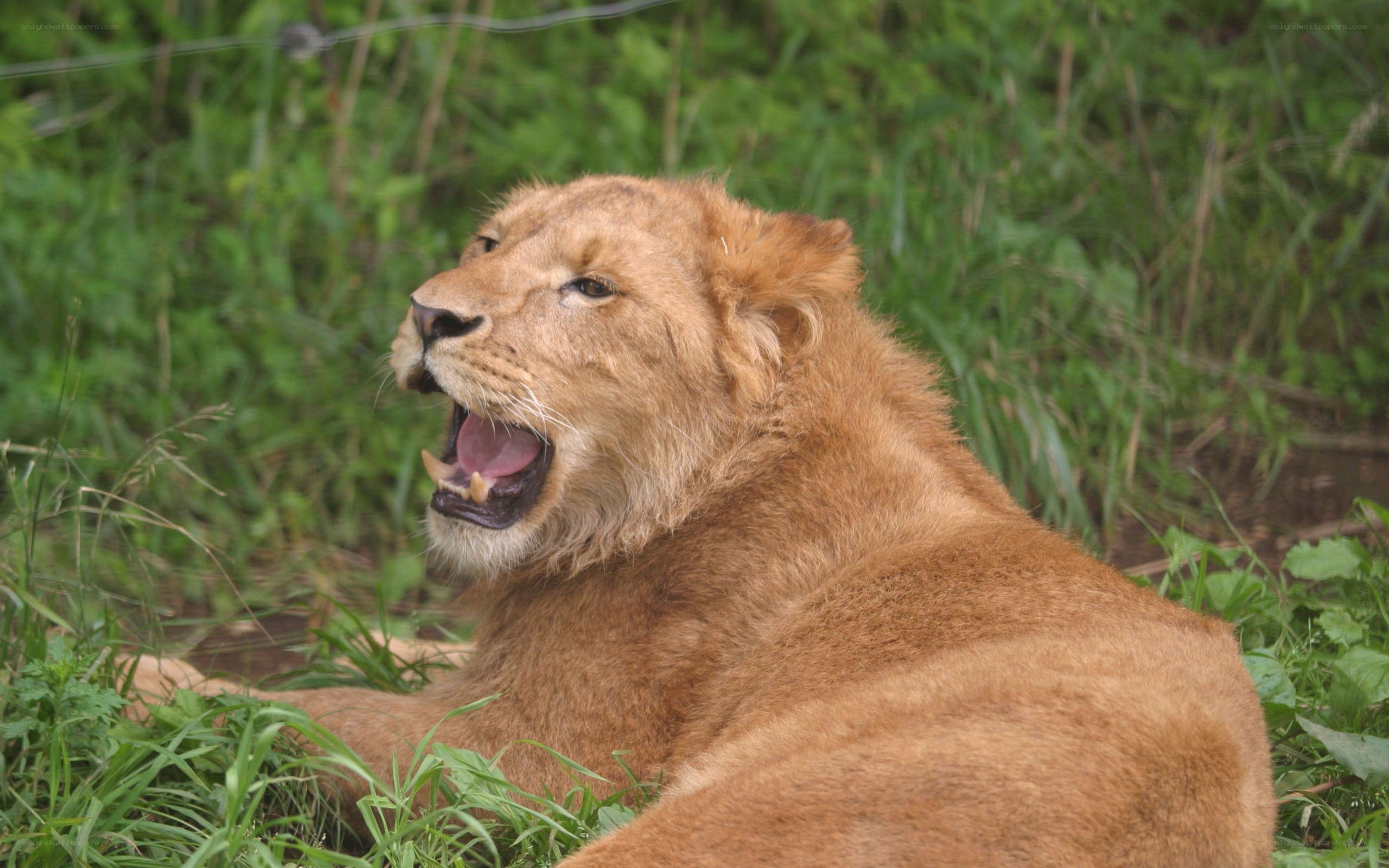 lion yawning in grass