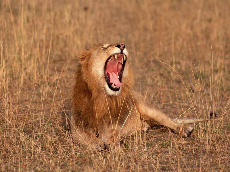 Lion yawning in grass