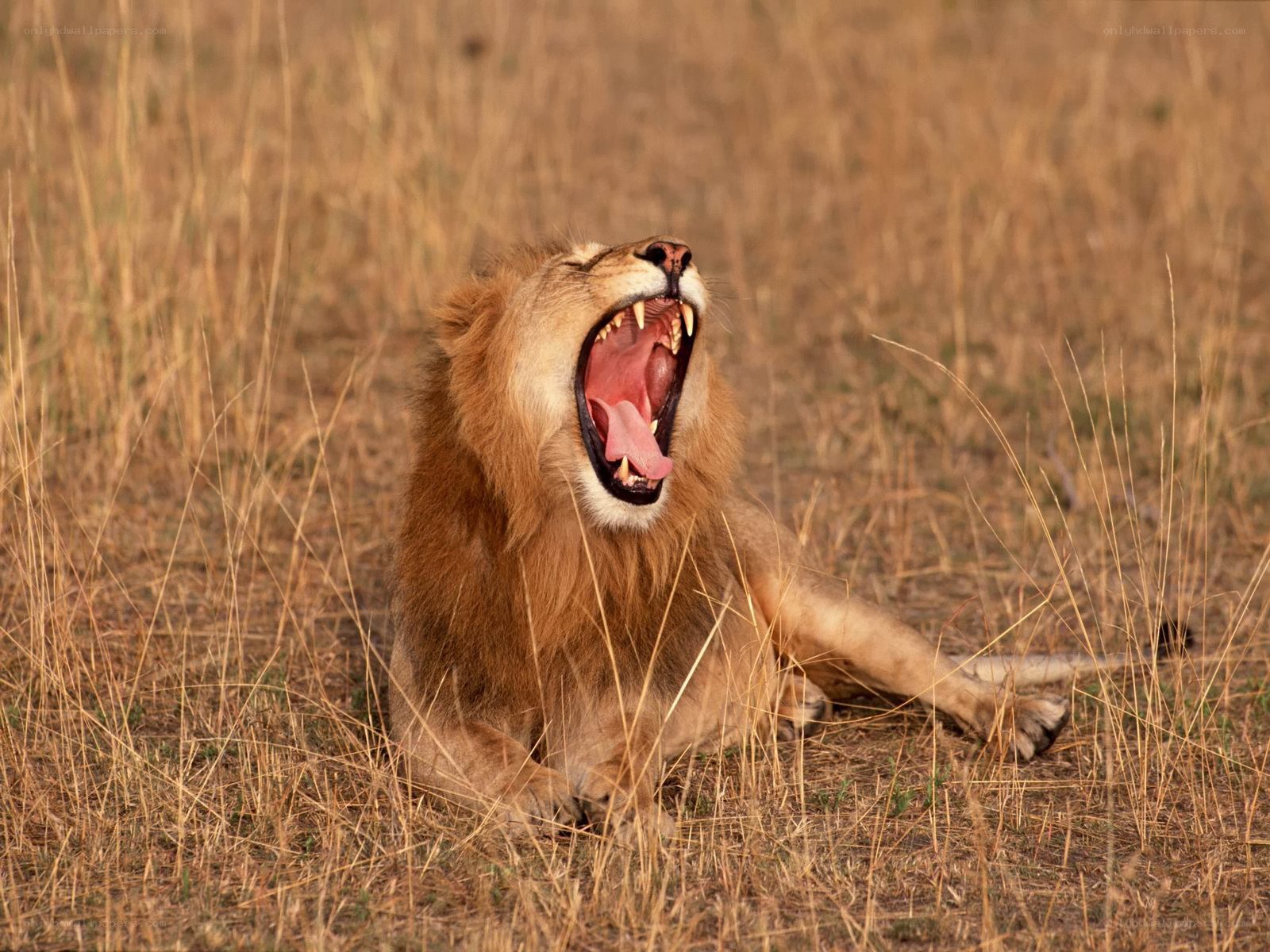 Lion yawning in grass
