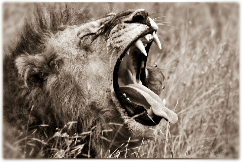 Lion Yawning in Grass — Brown, Dramatic