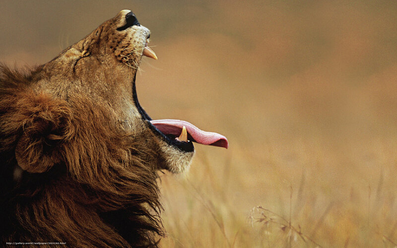Lion Yawning in Grass — Brown, Natural, Afternoon