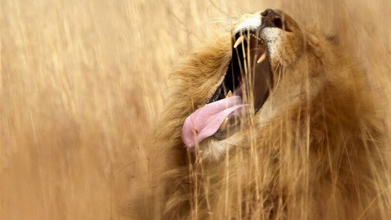 Lion Yawning in Grass — Brown, Natural