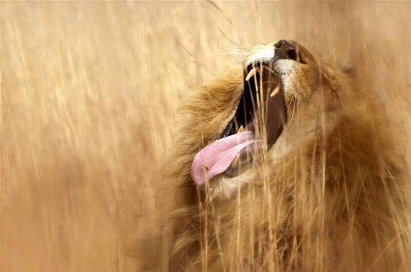 Lion Yawning in Grass — Brown
