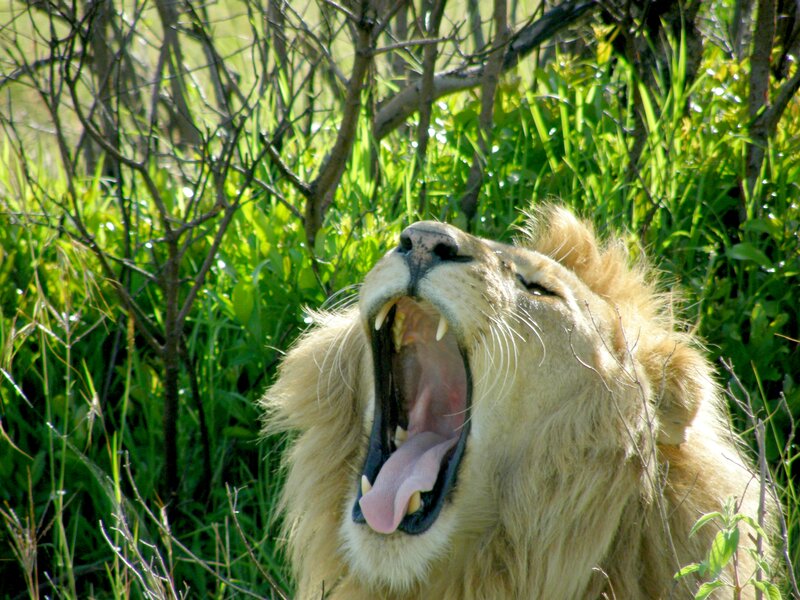 Lion Yawning in Grass — Green
