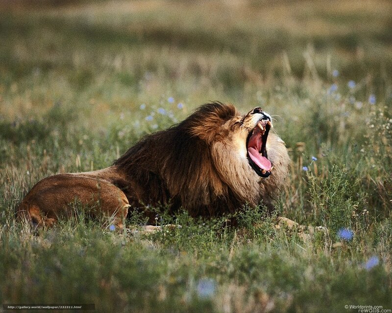 Lion yawning in grass