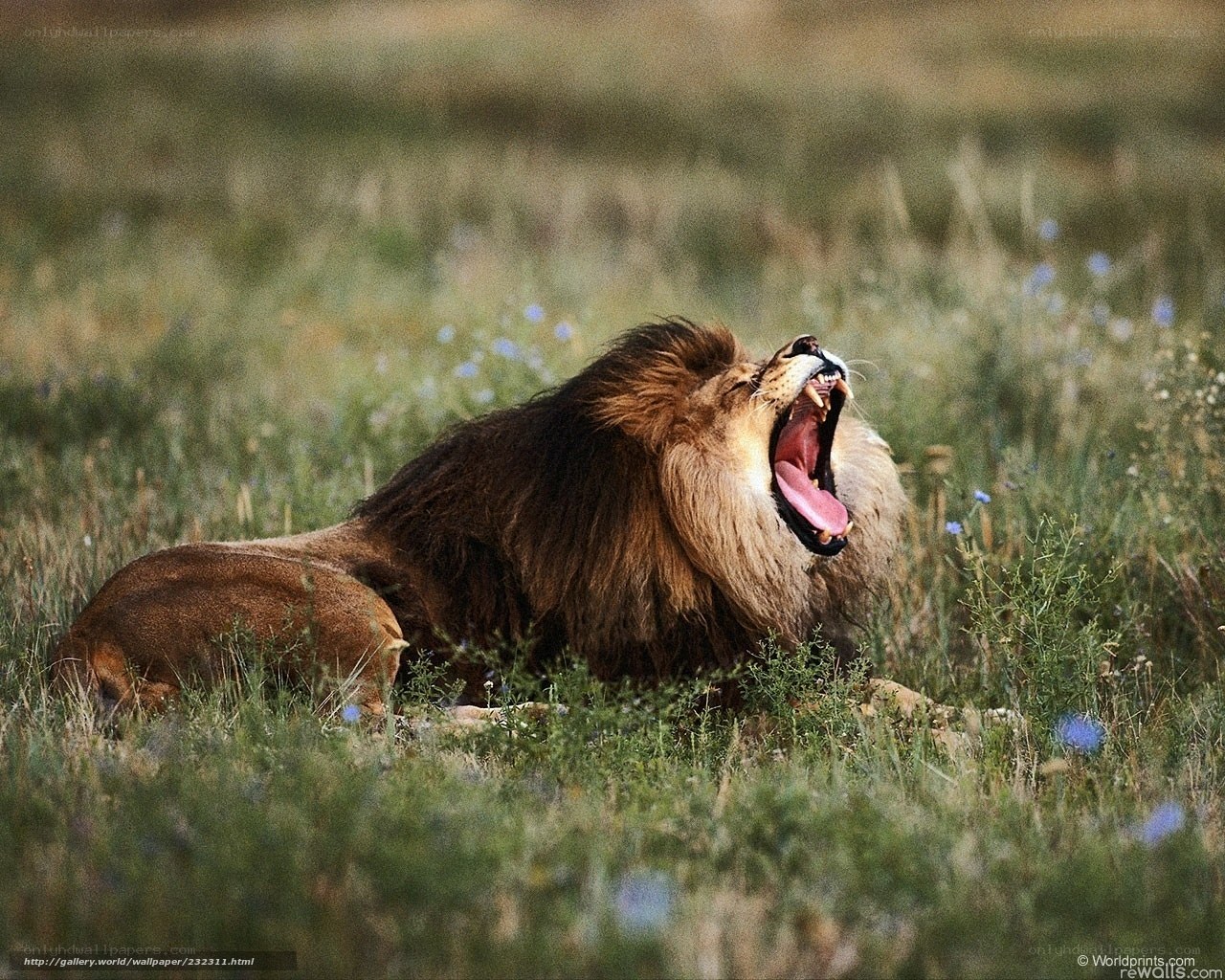 Lion yawning in grass