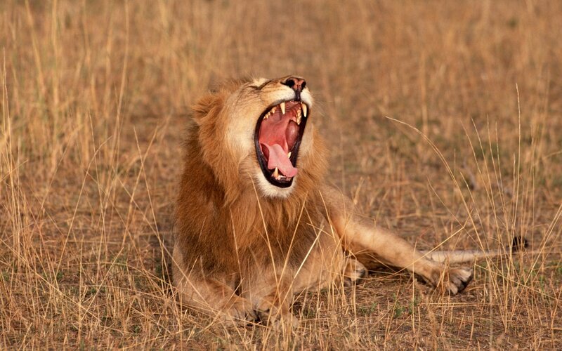 Lion yawning in savanna