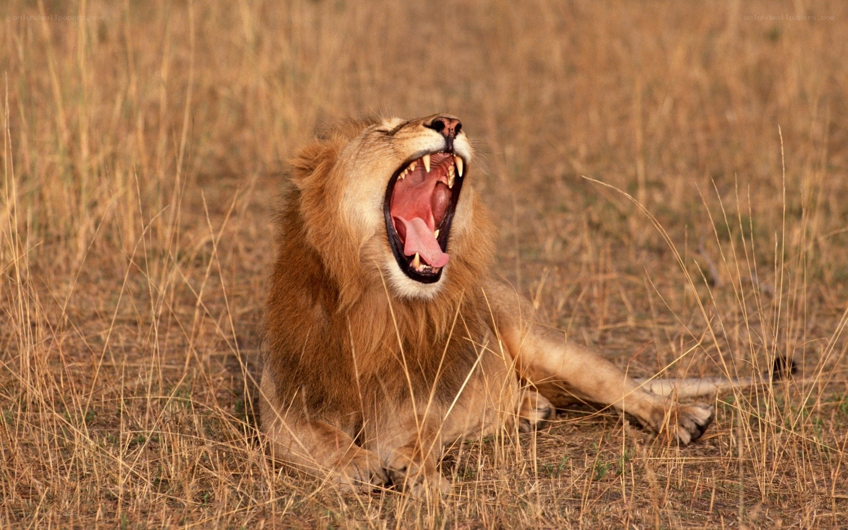Lion yawning in savanna