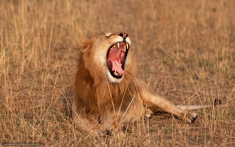 Lion yawning in savanna