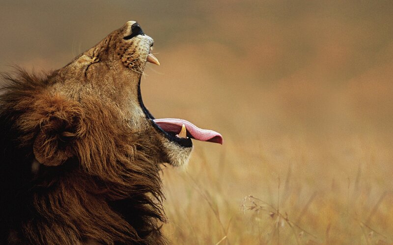 Lion yawning in savanna