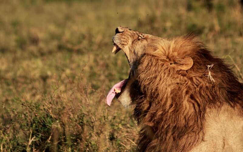 lion yawning in savanna
