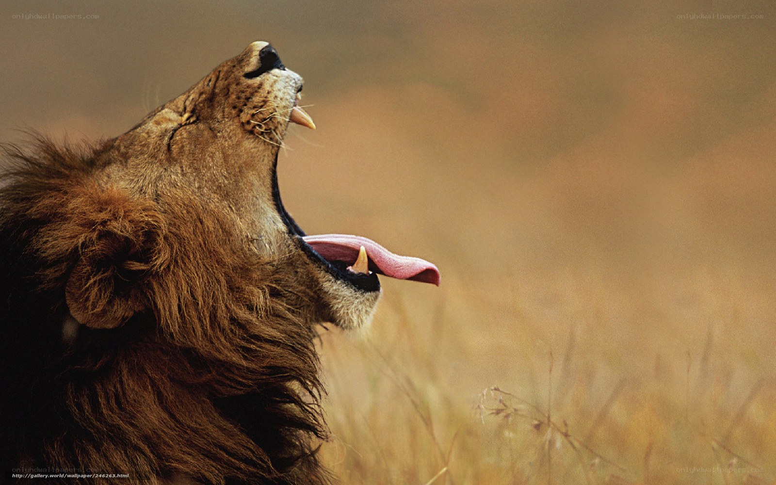 Lion yawning in savanna